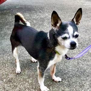 Meet your Posher, Sandy